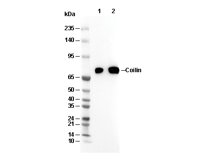 Coilin Antibody
