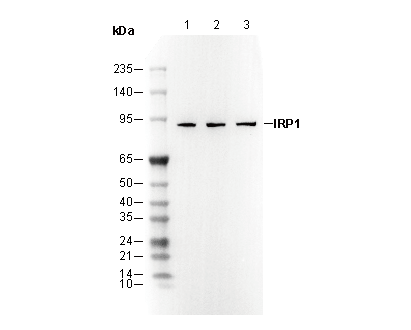 IRP1 Antibody