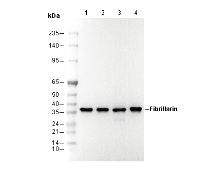 Fibrillarin Antibody