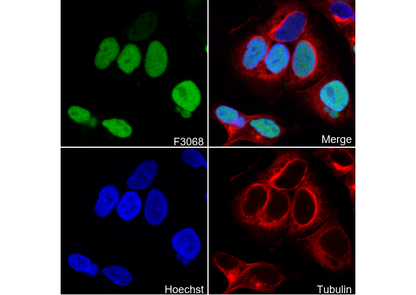 Oct-4A Antibody