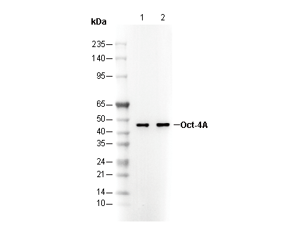Oct-4A Antibody
