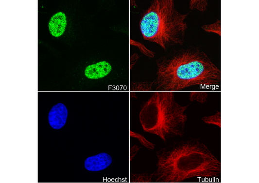 Phospho-c-Jun (Ser73) Antibody
