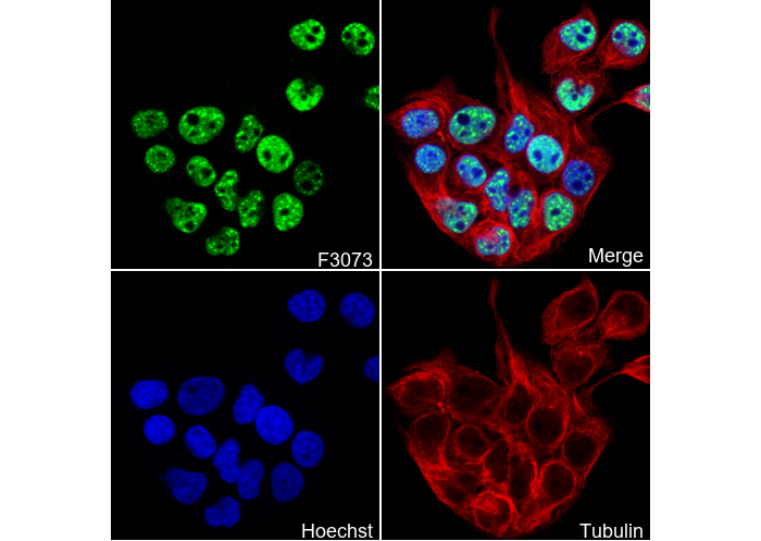 GATA-4 Antibody