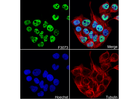 GATA-4 Antibody