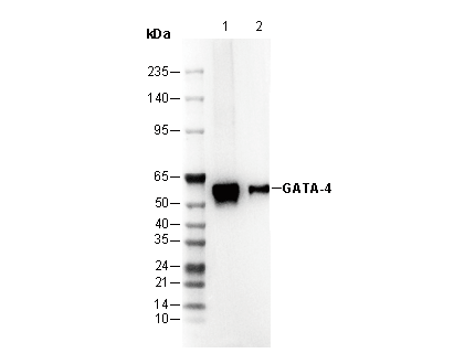 GATA-4 Antibody
