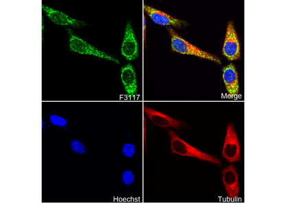 Homer1 Antibody