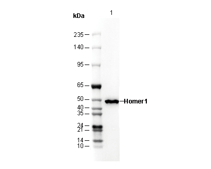 Homer1 Antibody