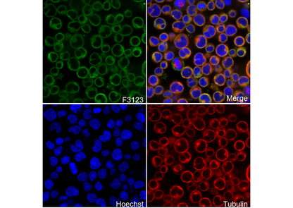 PDI Antibody