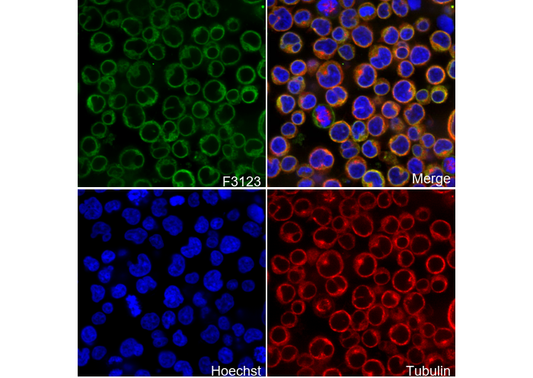 PDI Antibody