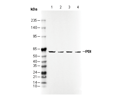 PDI Antibody