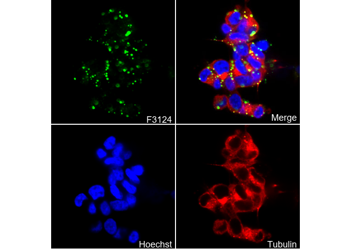 PSD-95 Antibody