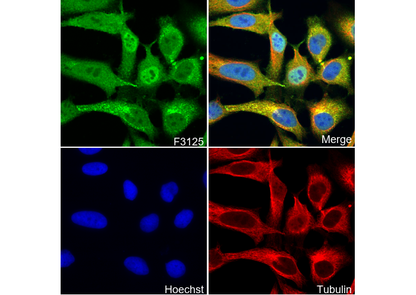 MDA5 Antibody