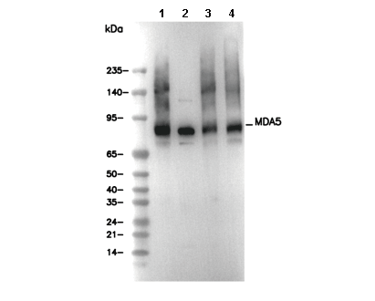 MDA5 Antibody