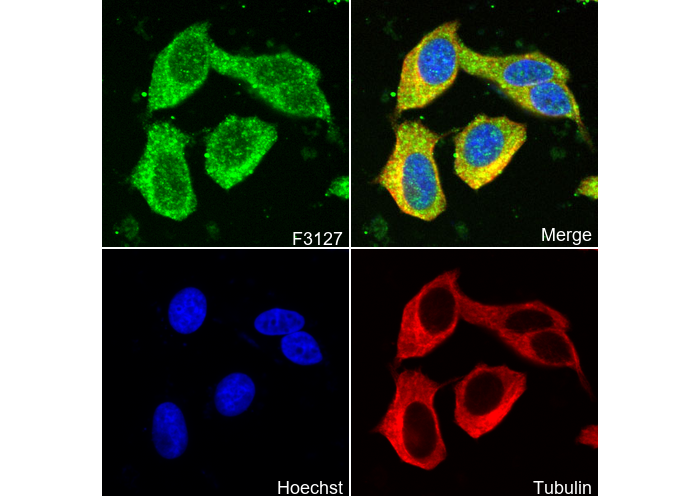 ATP5C1 Antibody