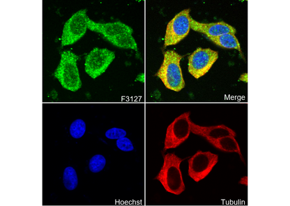 ATP5C1 Antibody
