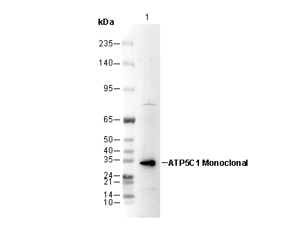 ATP5C1 Antibody