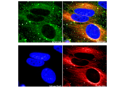 GLUT4 Antibody