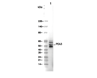 PEA3 Antibody