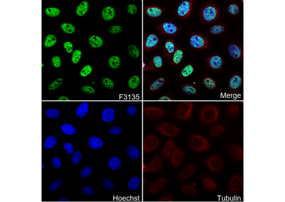 Rad52 Antibody