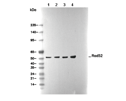 Rad52 Antibody
