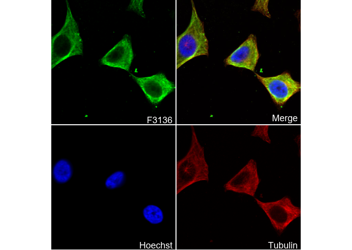 JAB1 Antibody