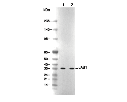 JAB1 Antibody