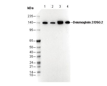 Desmoglein 2/DSG2 Antibody