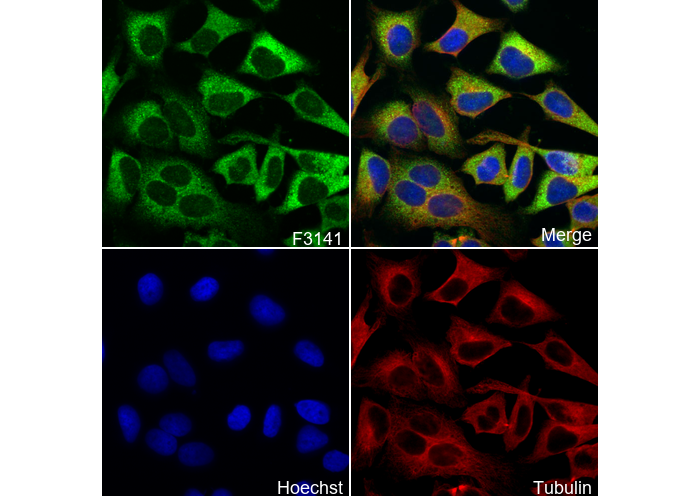 ATG3 Antibody