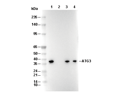 ATG3 Antibody