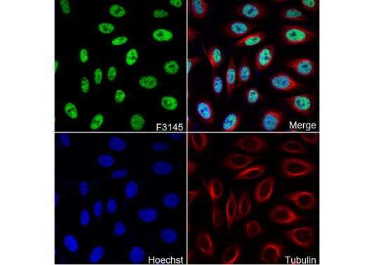 MBD2 + MBD3 Antibody