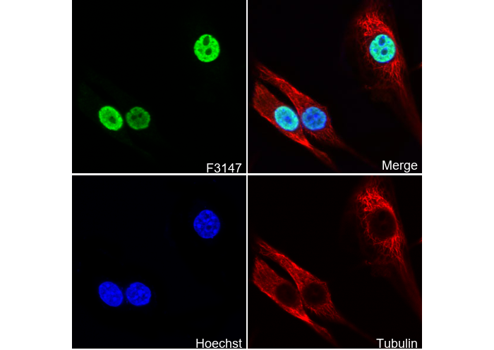 SFPQ Antibody