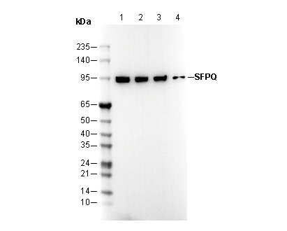 SFPQ Antibody