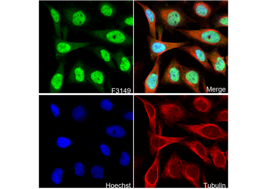 HIF1AN/FIH-1 Antibody