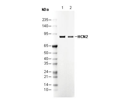 HCN2 Antibody