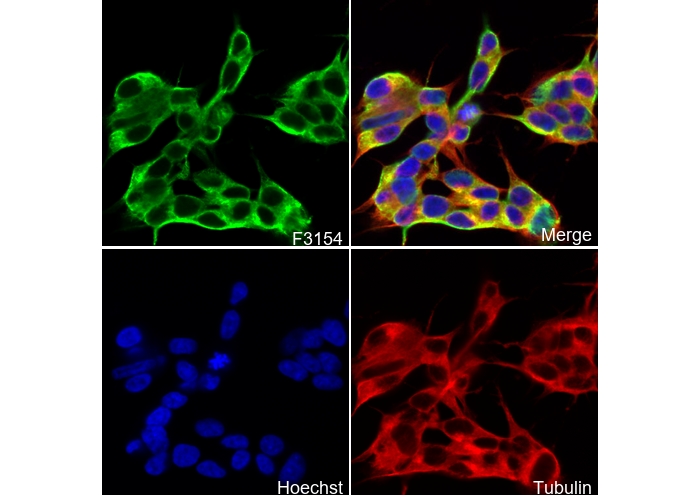 EB3 Antibody