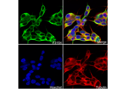 EB3 Antibody