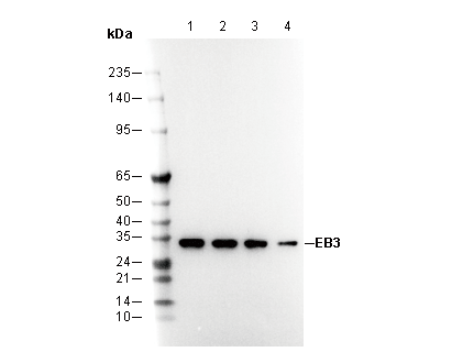 EB3 Antibody