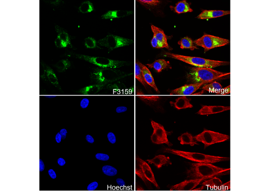 CD97 Antibody