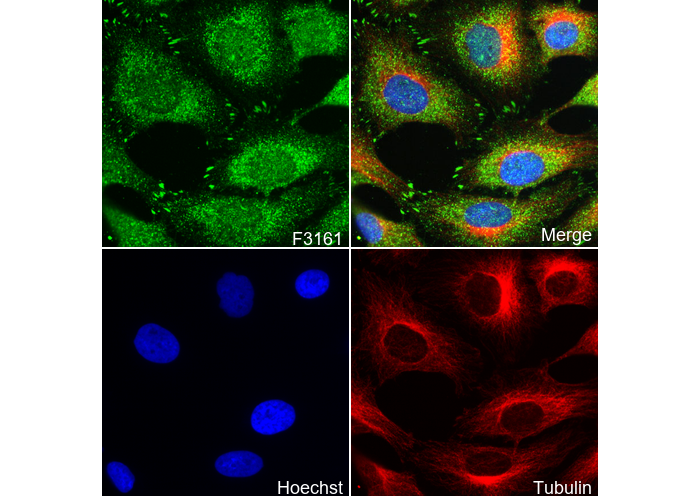 Zyxin Antibody