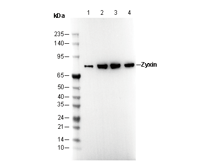 Zyxin Antibody