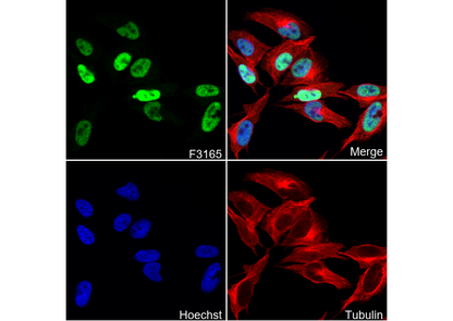 CITED2 Antibody