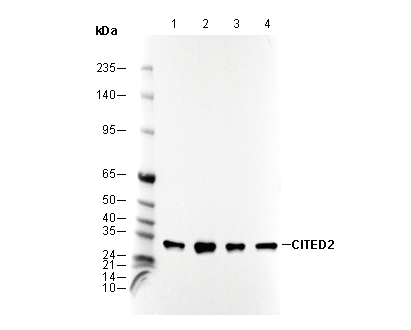 CITED2 Antibody