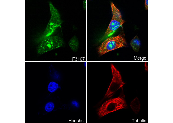 NAT10 Antibody
