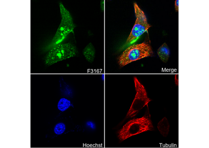 NAT10 Antibody