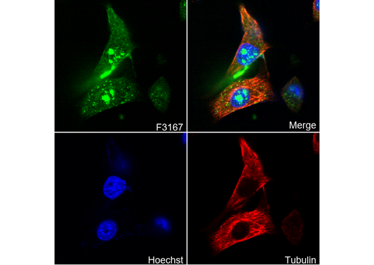 NAT10 Antibody