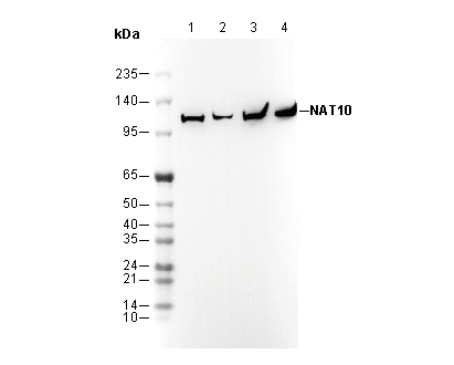 NAT10 Antibody