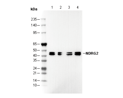 NDRG2 Antibody