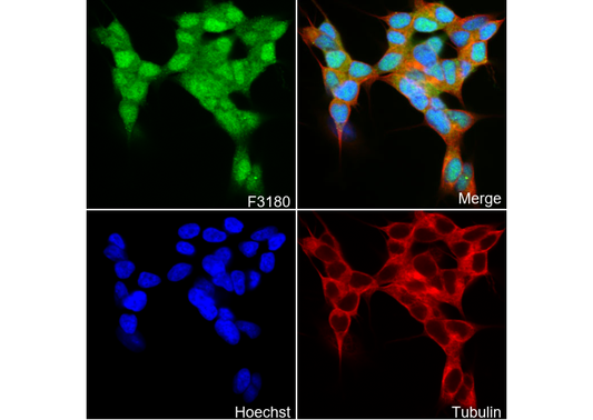 DNAJB6 N-terminal Antibody