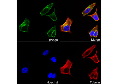 TROP2 Antibody