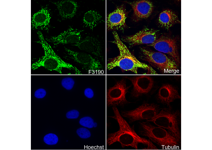 PDHB Antibody